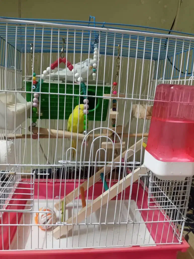 یک جفت مرغ عشق و لانه حصیری|پرنده|ری, منصوریه منگل|دیوار