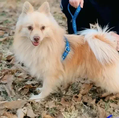 سگ پامر|سگ|میاندوآب, |دیوار