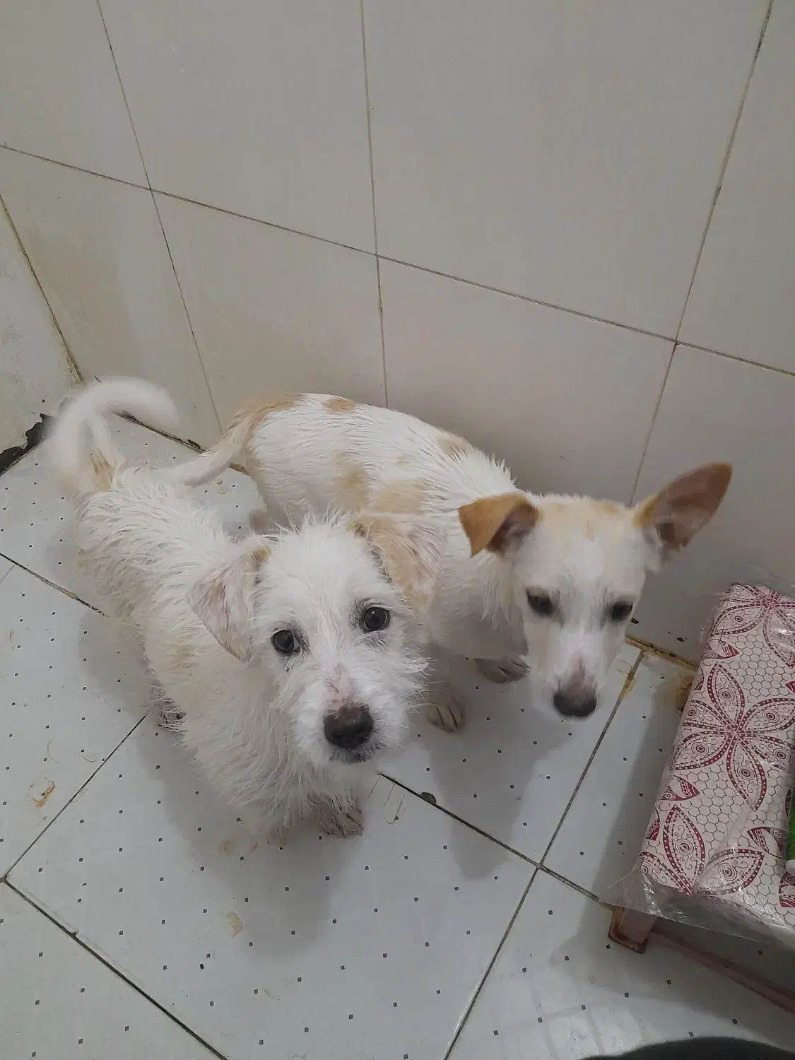 پاپی خوش رنگ و نژاد دار|سگ|ساوه, |دیوار