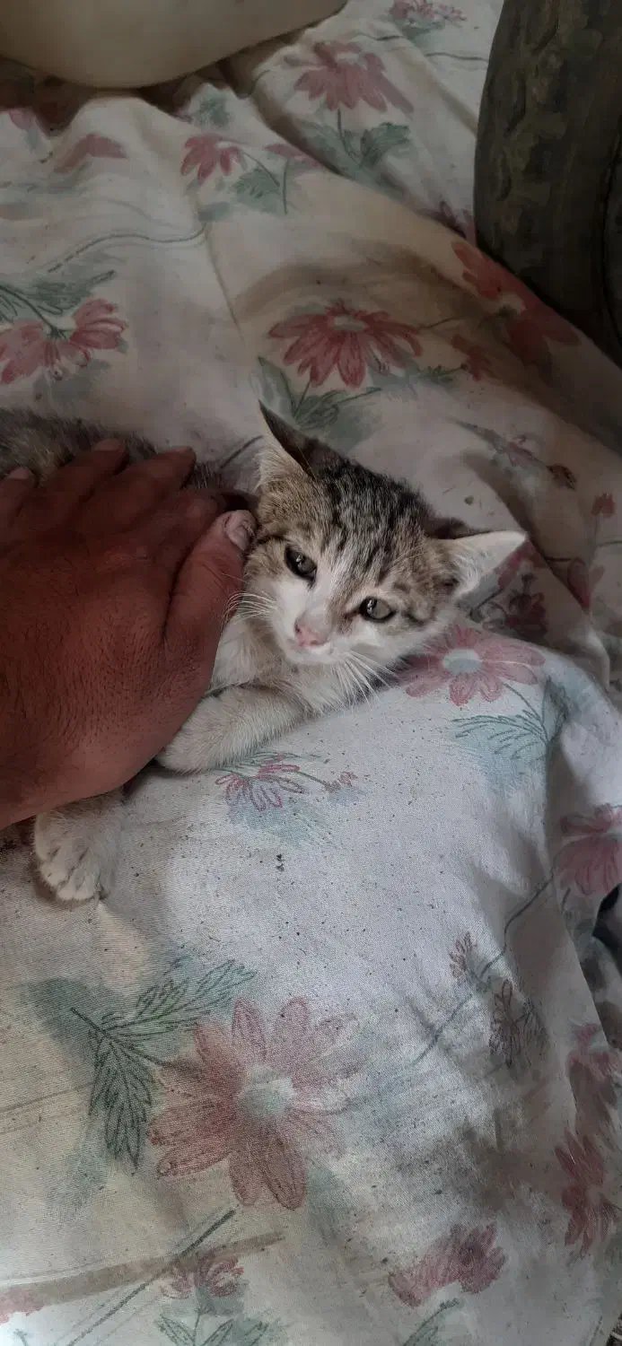 گربه|گربه|نیشابور, باغرود|دیوار