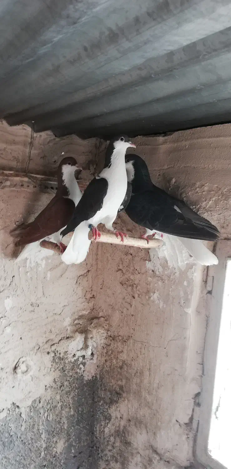 مرغ وکفتر|حیوانات مزرعه|لنجان, |دیوار