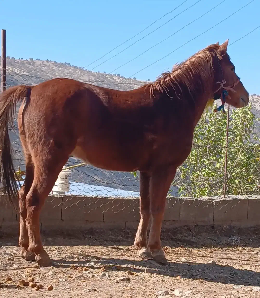 خریدو فروش اسب پالونی|اسب و تجهیزات اسبسواری|ثلاث باباجانی, |دیوار