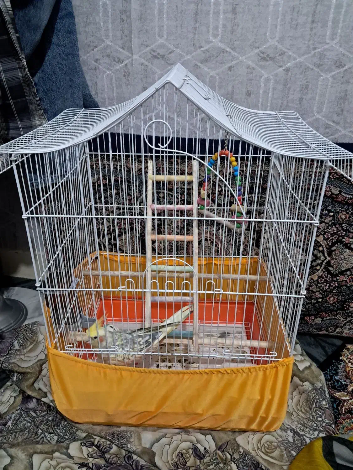 عروس هلندی.|پرنده|پاکدشت, پاکدشت (مامازند)|دیوار