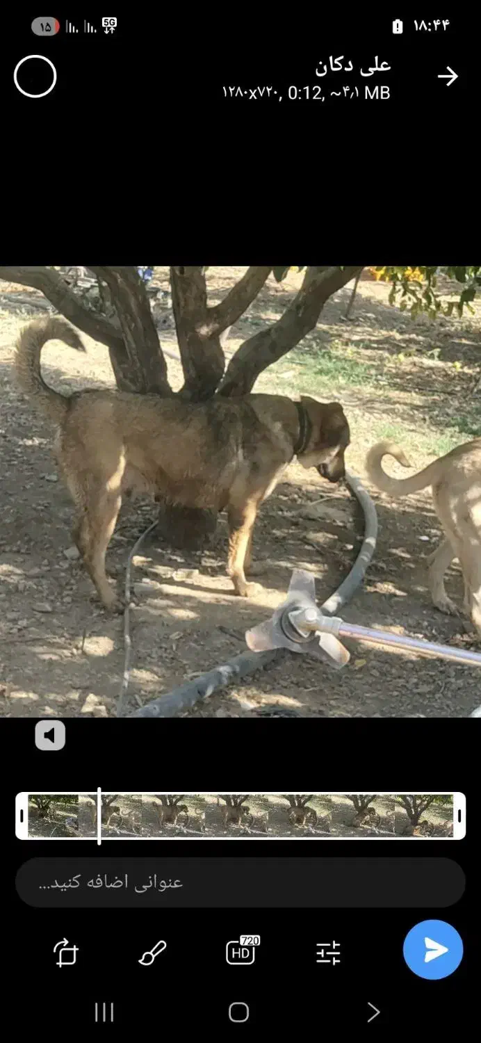 واگذاری ماده پژدر|سگ|کرمانشاه, |دیوار