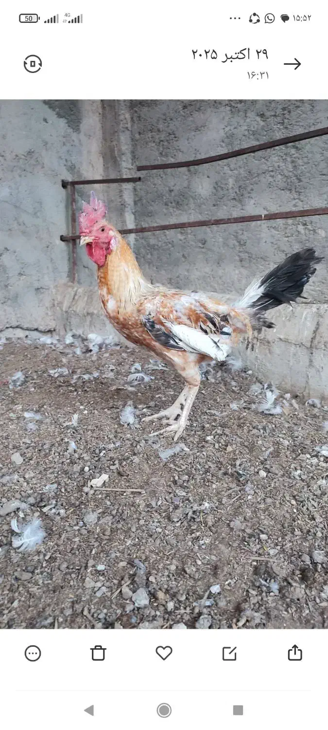 خروس مرغ و جوجه شوربایی|حیوانات مزرعه|جزنیک, |دیوار