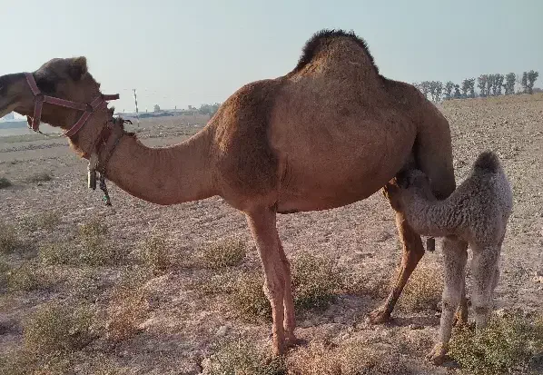 شتر|حیوانات مزرعه|قرچک, داوود آباد|دیوار