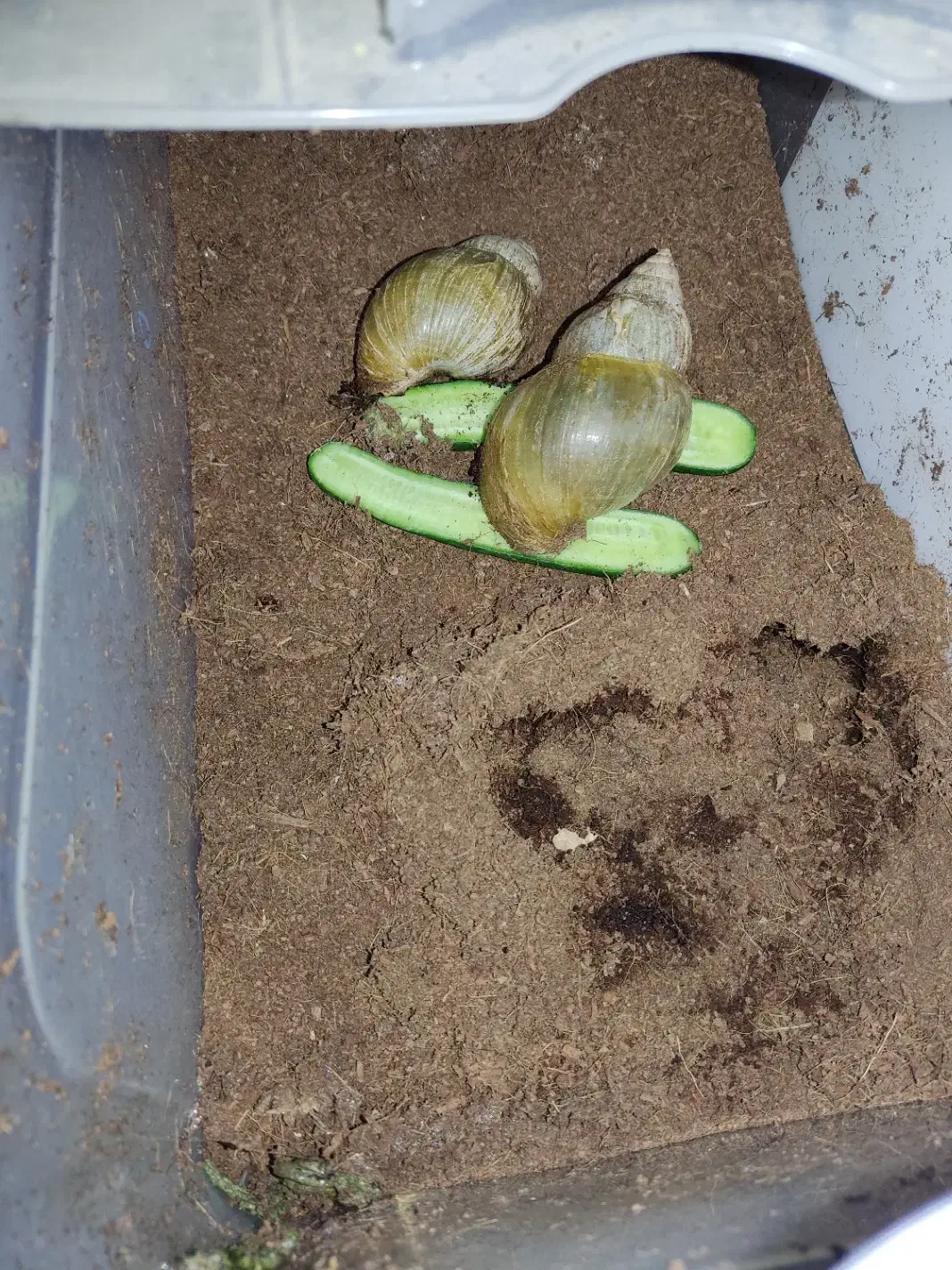 حلزون|خزنده|کرمان, |دیوار