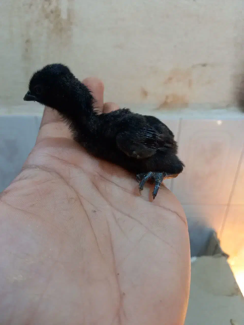 جوجه ایام سمانی بلدرچین مینیاتوری تخم نطفه دار|حیوانات مزرعه|یزد, |دیوار