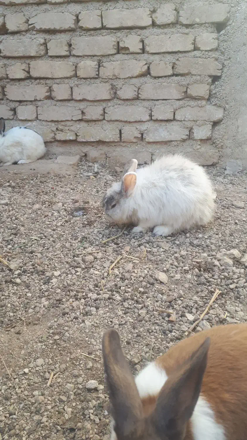 حاج خرگوش|موش و خرگوش|فیروزآباد (فارس), |دیوار