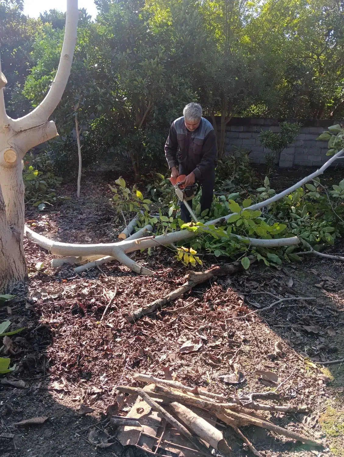 خرید انواع چوب های باغی|خدمات باغبانی و درختکاری|قائم‌شهر, |دیوار