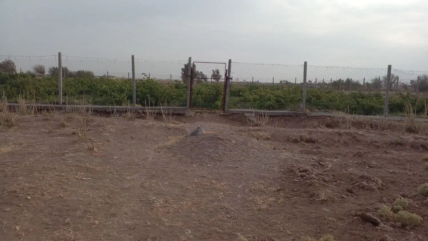 ّباغ انگور|فروش دفتر صنعتی، کشاورزی، تجاری|دشتابی, |دیوار