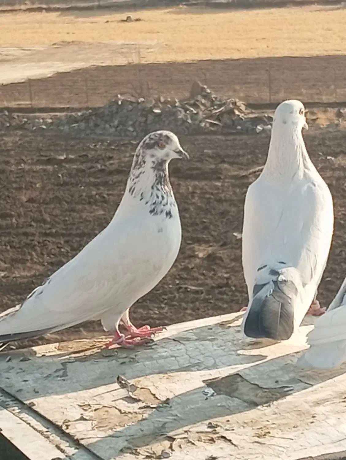 یک جفت کبوتر|پرنده|مریوان, |دیوار