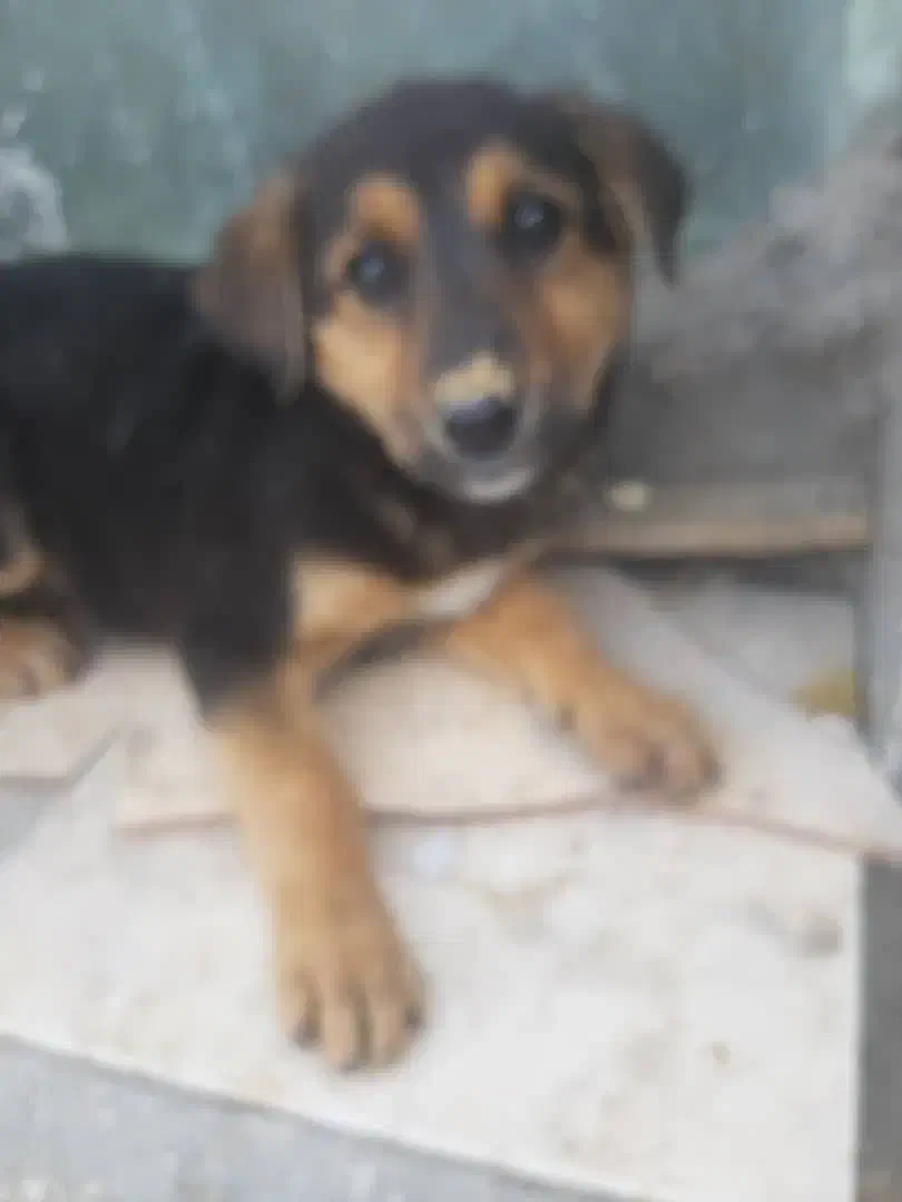 واگذاری سگ|سگ|یزد, |دیوار