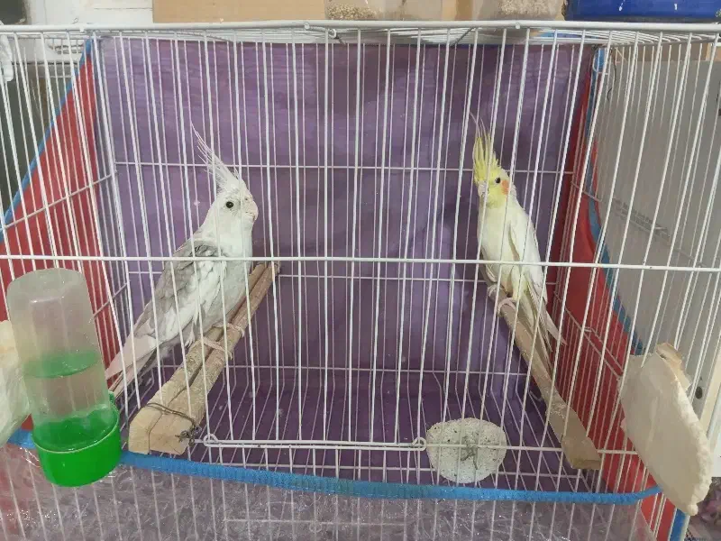 عروس هلندی|پرنده|نهبندان, |دیوار