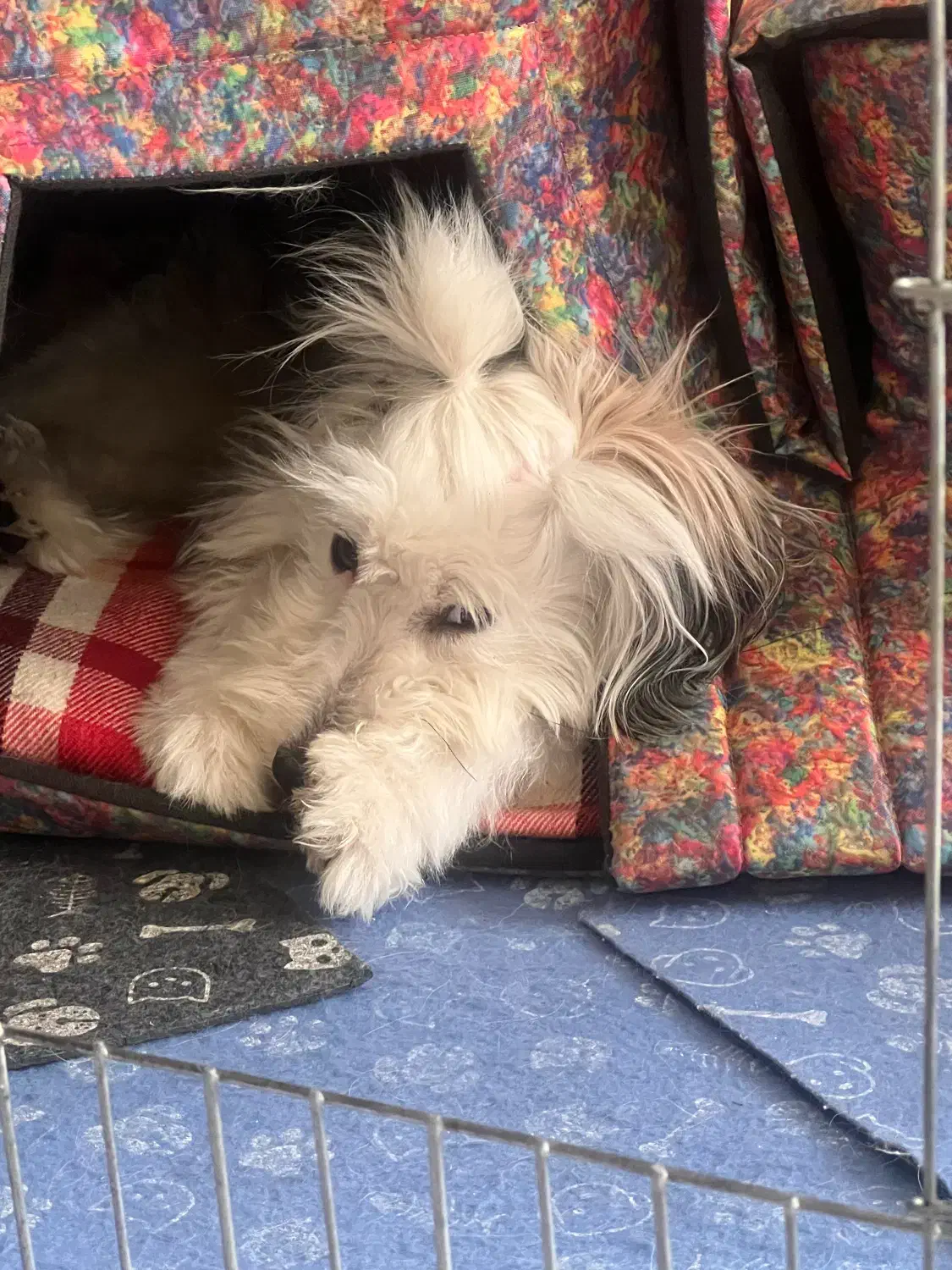 واگذاری|سگ|ری, دیلمان|دیوار