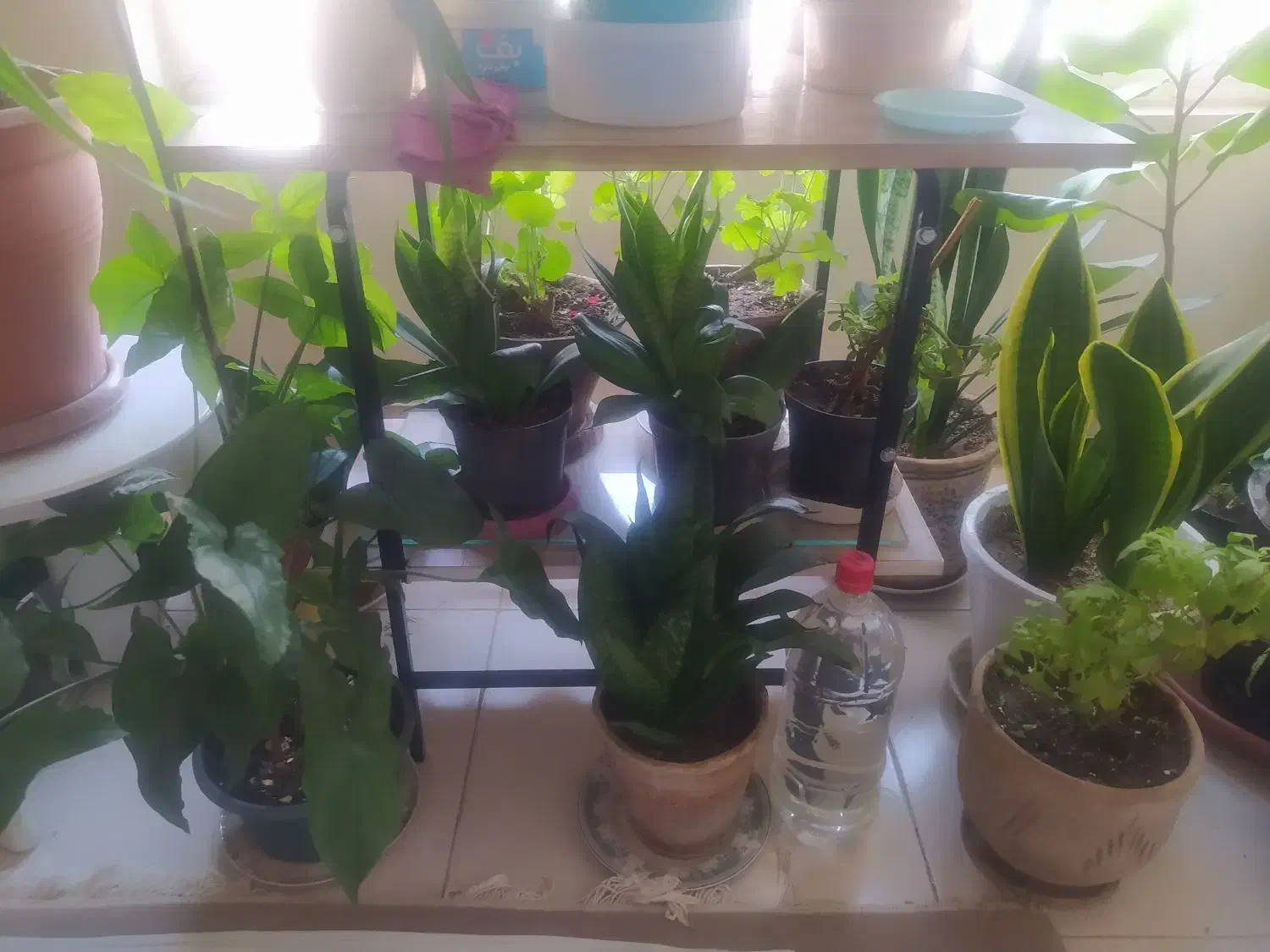 گلهای آپارتمانی|حراج|تهران, حکیمیه|دیوار