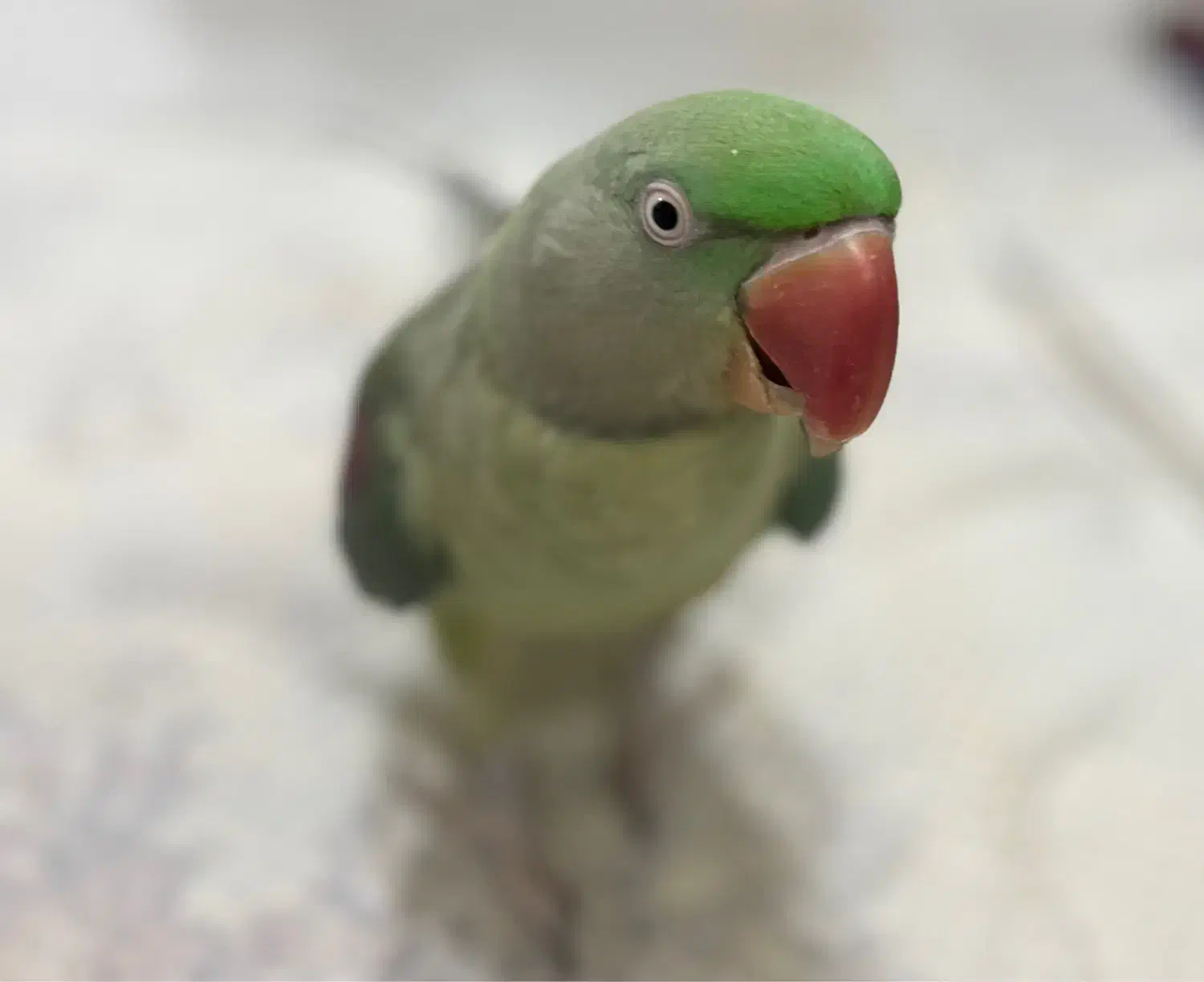 شاه طوطی|پرنده|ری, سیزده آبان|دیوار