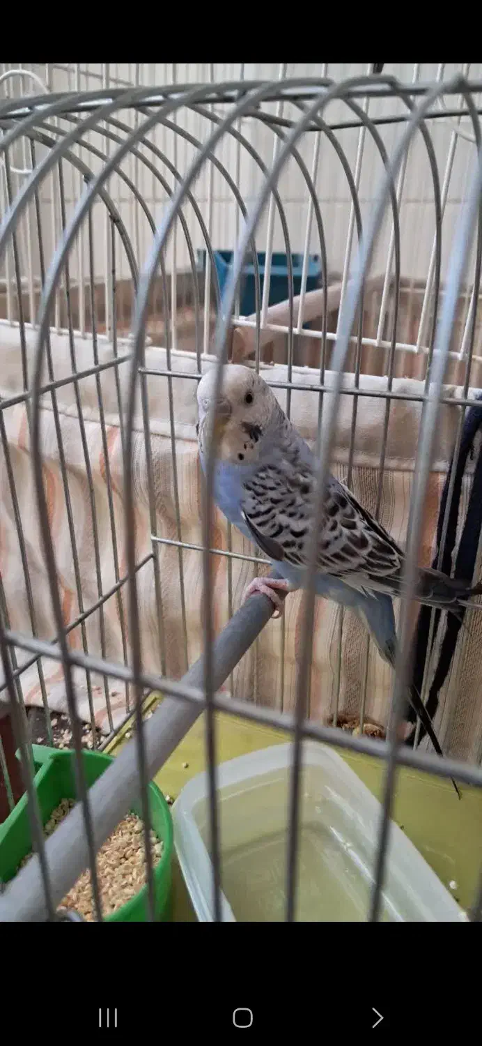 فروش مرغ عشق و عروس هلندی باهم 600|پرنده|یزد, |دیوار