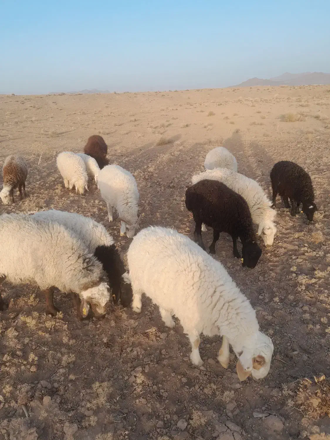 گوسفند|حیوانات مزرعه|سربیشه, |دیوار