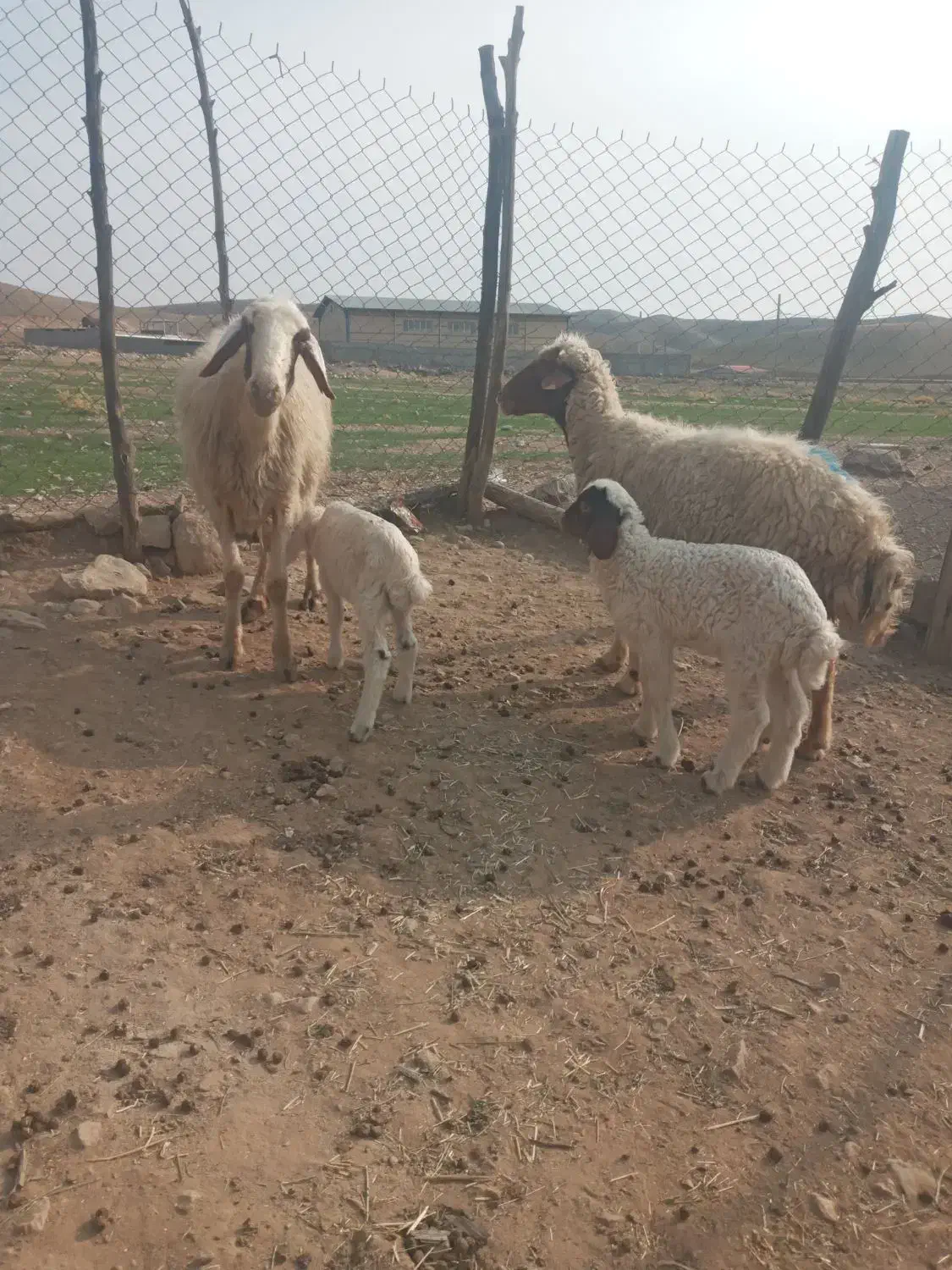 میش و بره|حیوانات مزرعه|آبدانان, |دیوار