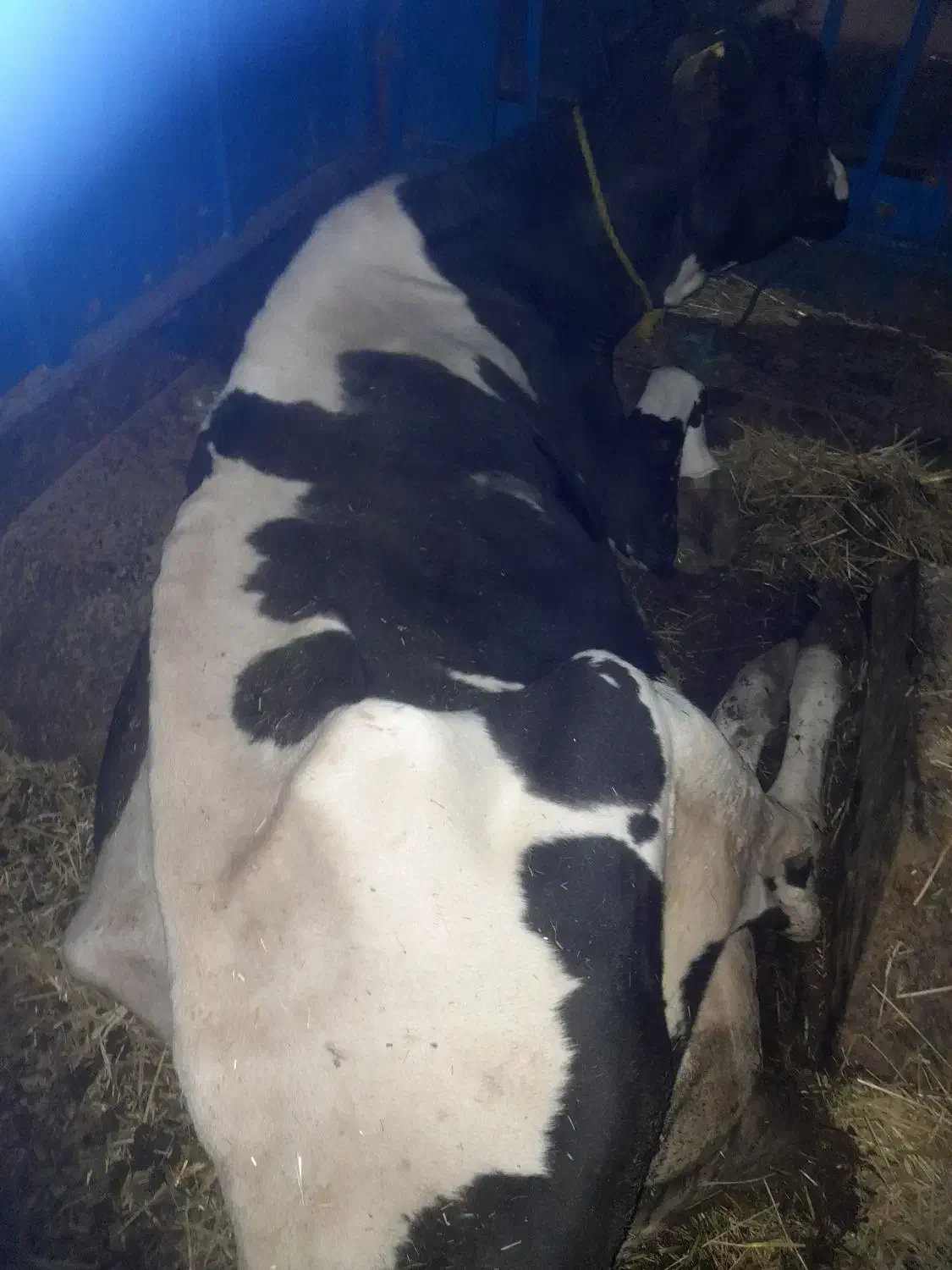 خرید فروش هر نوع گاو و گوساله افتاده پاشکسته قصر|حیوانات مزرعه|قیدار, |دیوار