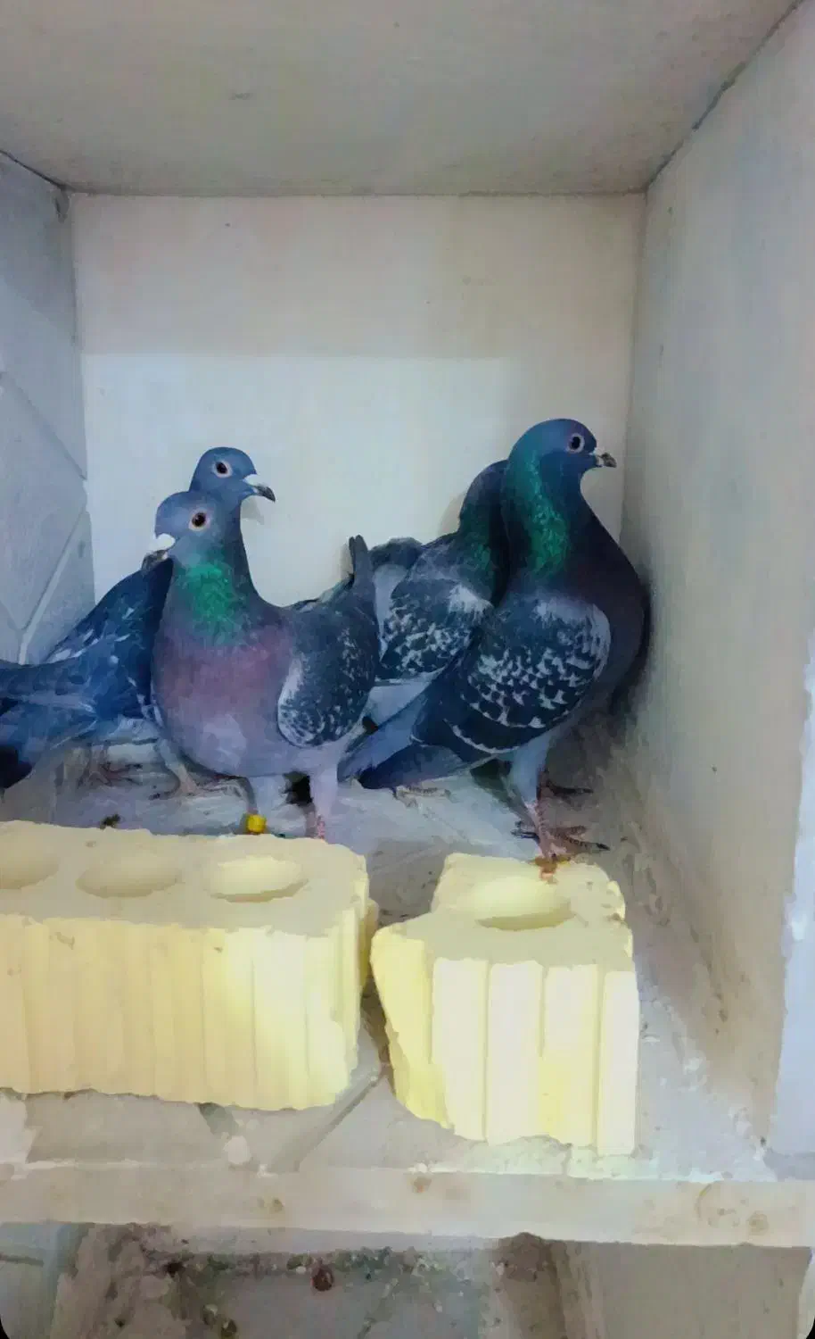 کبوتر پلاکی|پرنده|شیراز, کاراندیش|دیوار