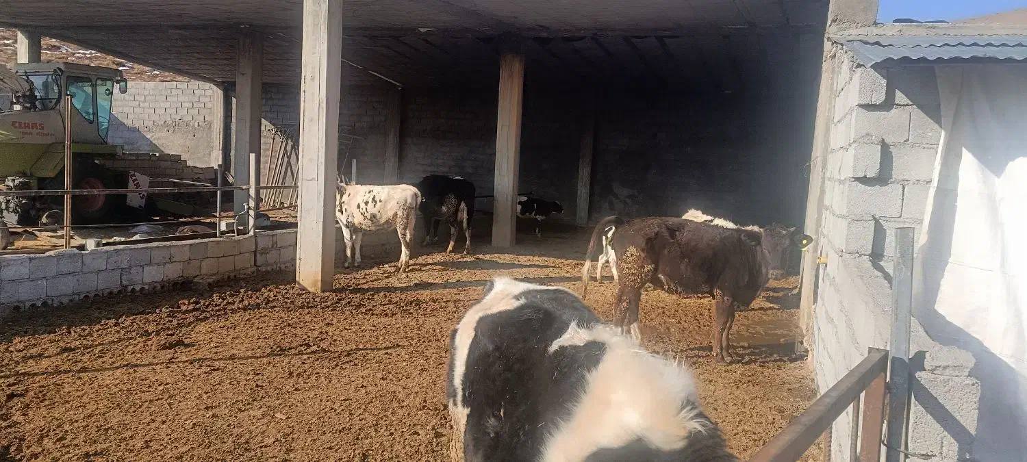 با سلام اجاره گاوداری شیری تازه ساخت|اجارهٔ خانه و ویلا|لاران, |دیوار