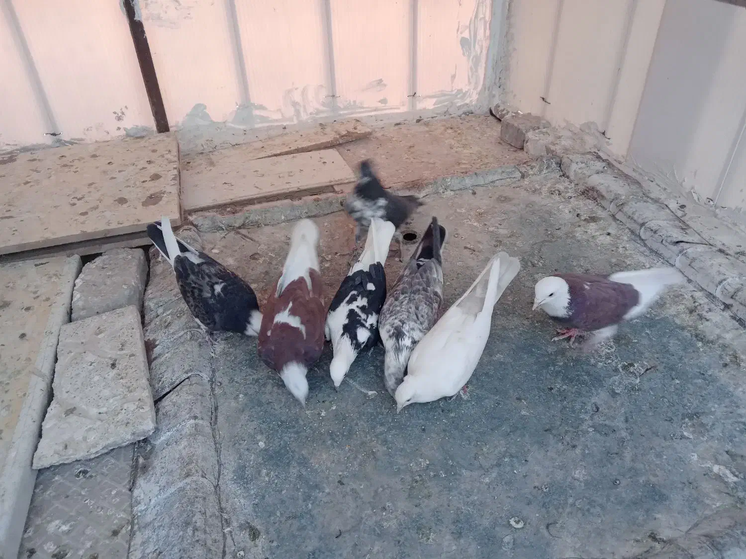 کفتر خوش رنگ|پرنده|کاشان, پشت شهربانی|دیوار