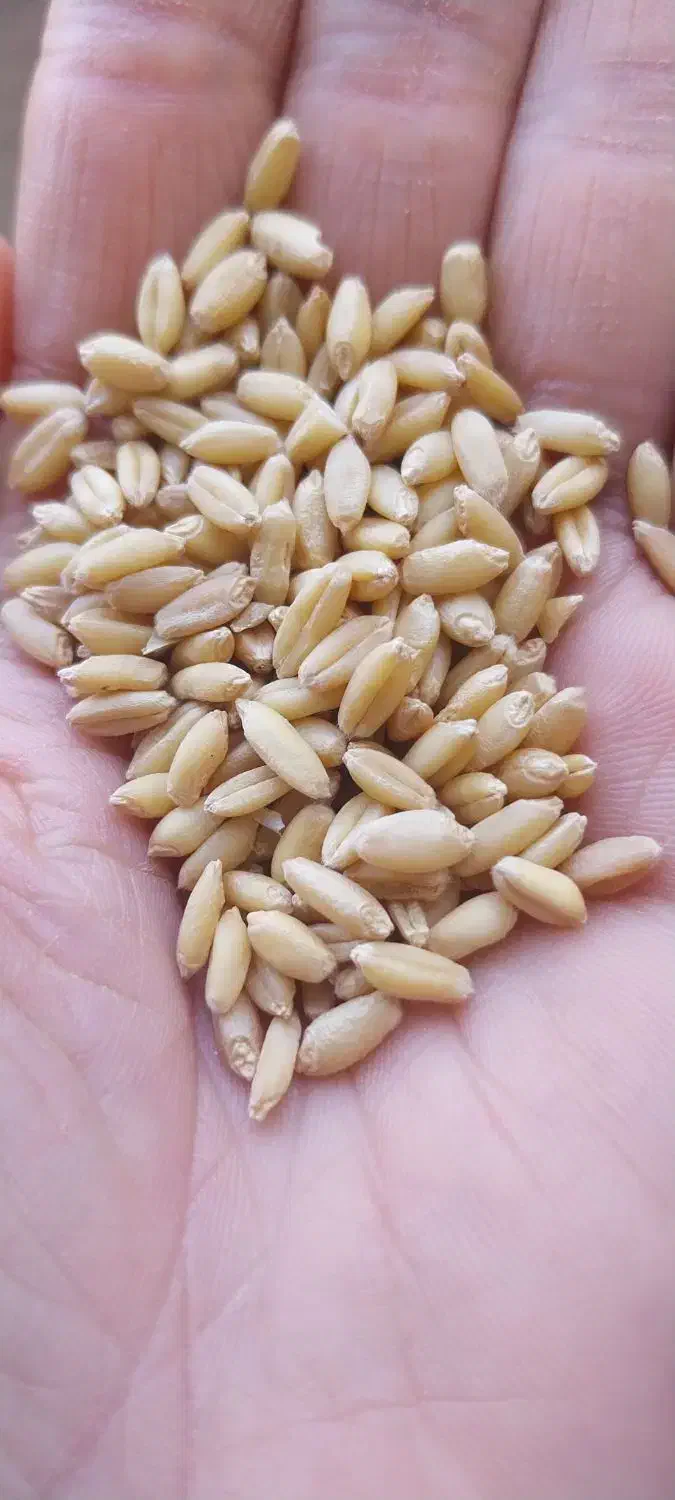 گندم دیمی امسال|خوردنی و آشامیدنی|آوج, |دیوار
