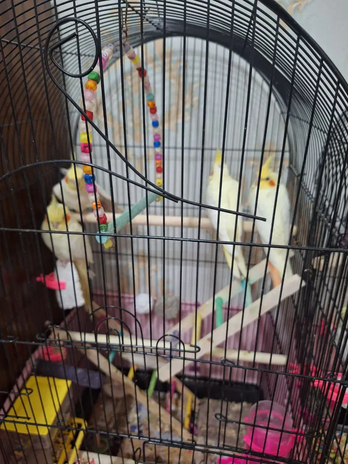 جوجه عروس هلندی|پرنده|اسلامشهر, شهرک مهدیه|دیوار