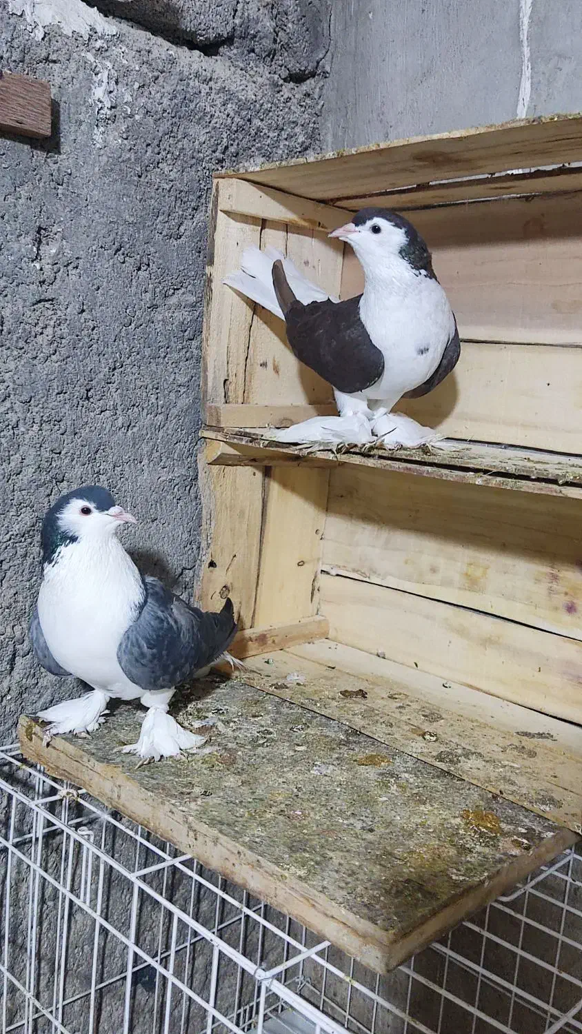 خوشرنگ|پرنده|بندر دیر, |دیوار