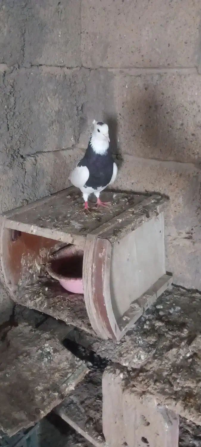 کبوتر طوقی|پرنده|چهاربرج, |دیوار