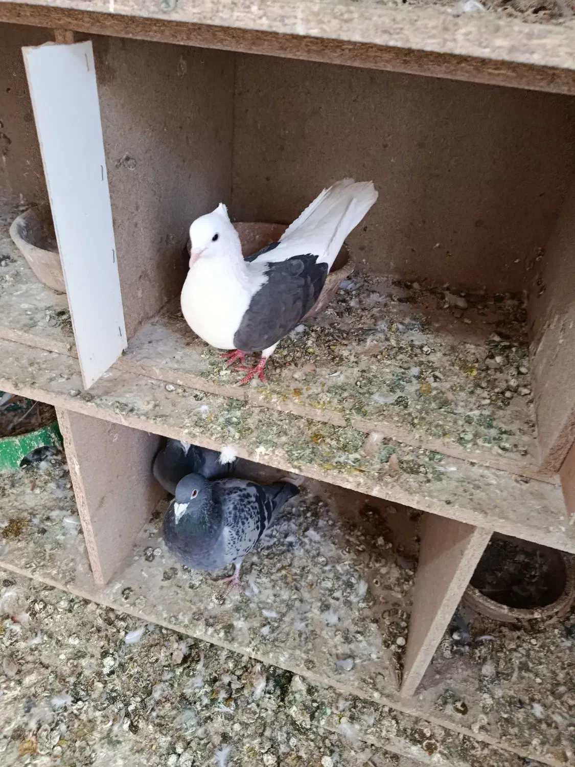 کفتر دوشان دوکت|پرنده|بیستون, |دیوار