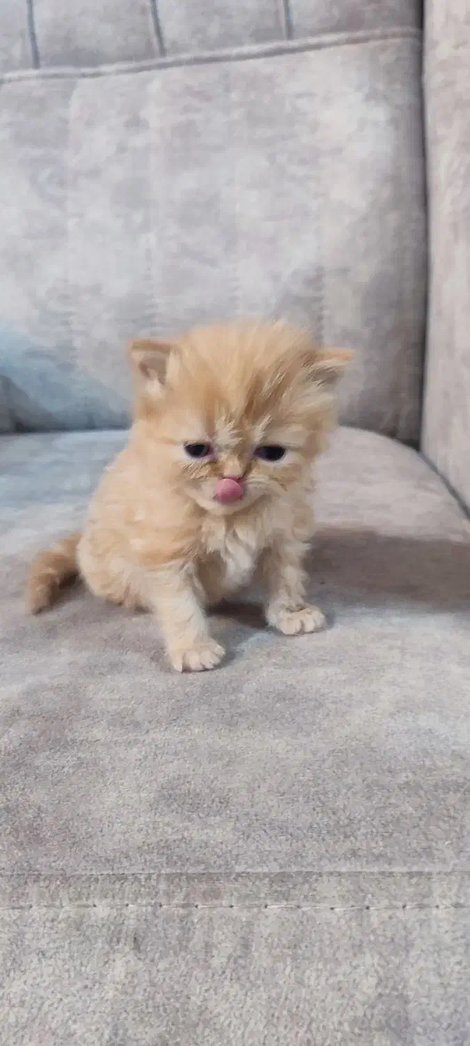 گربه های پرشین و بازیگوش|گربه|تهران, پارک شهر|دیوار