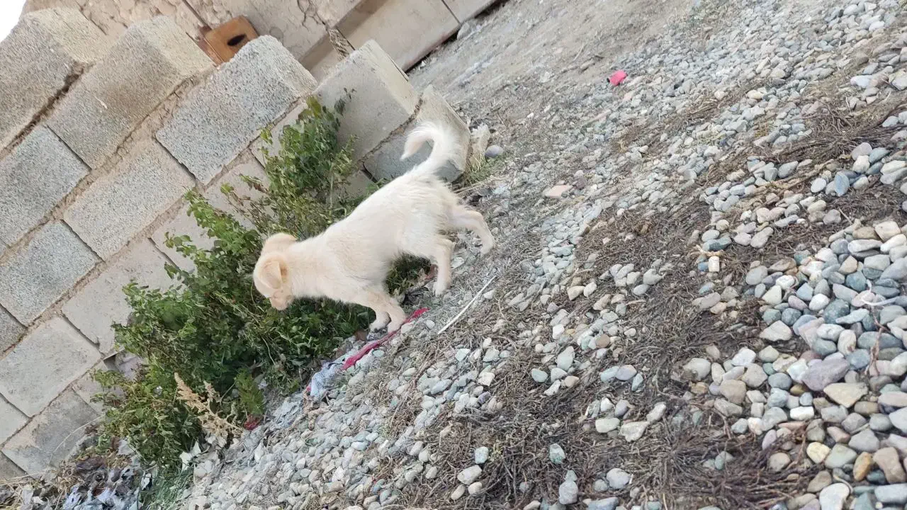 توله پاکوتاه|سگ|شاهین دژ, |دیوار