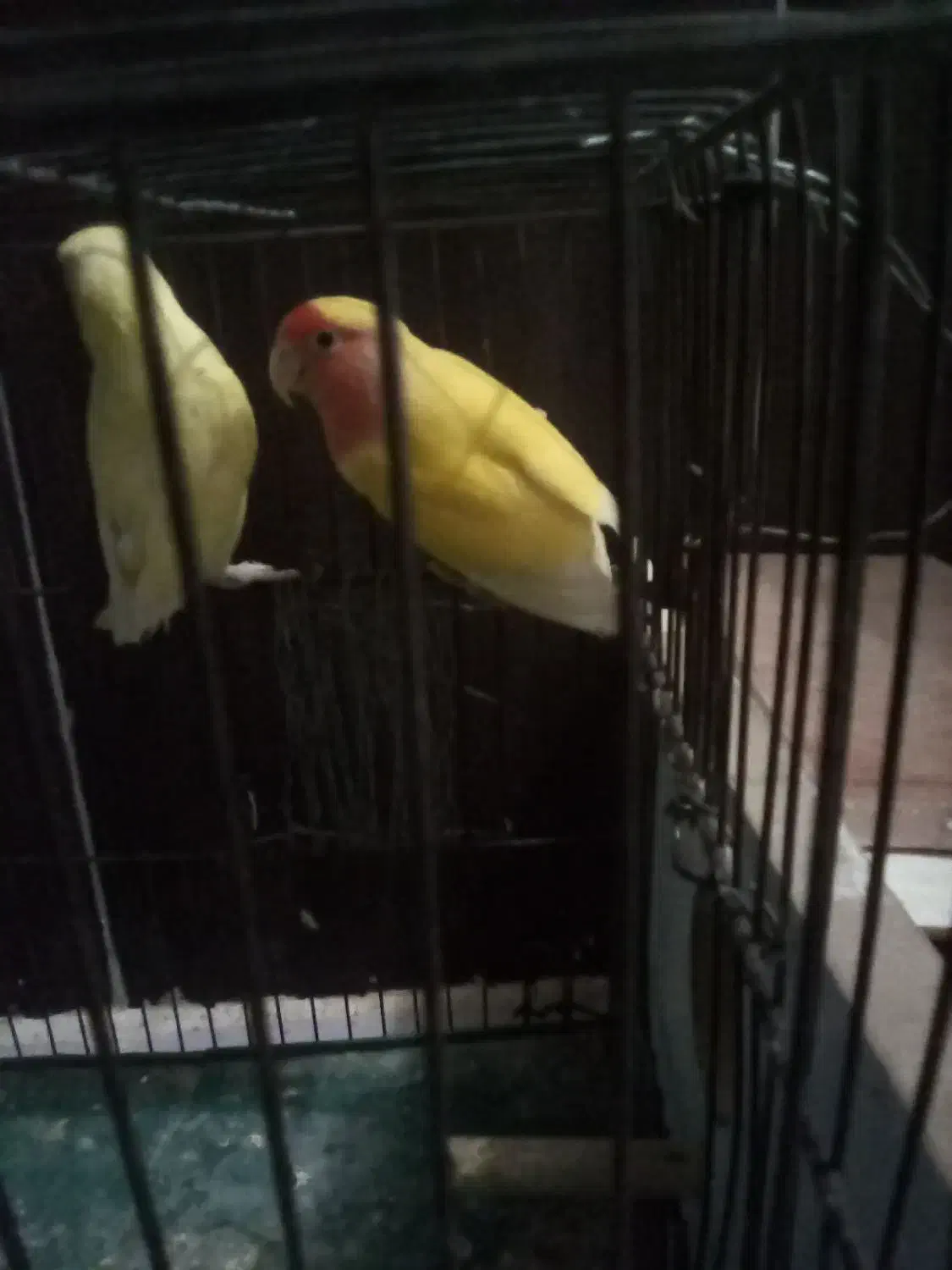 طوطی برزیلی جفت سرحال در حال تخم گذاری|پرنده|محمدیه-قزوین, |دیوار