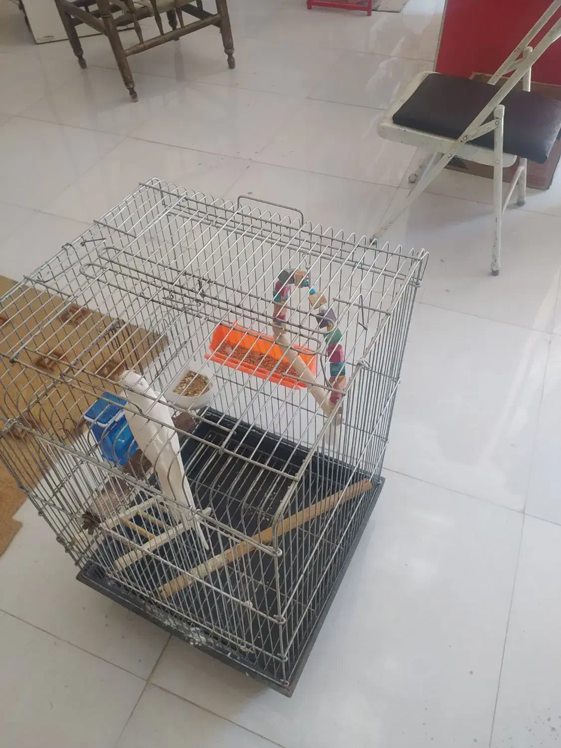 عروس هلندی|پرنده|جهرم, |دیوار