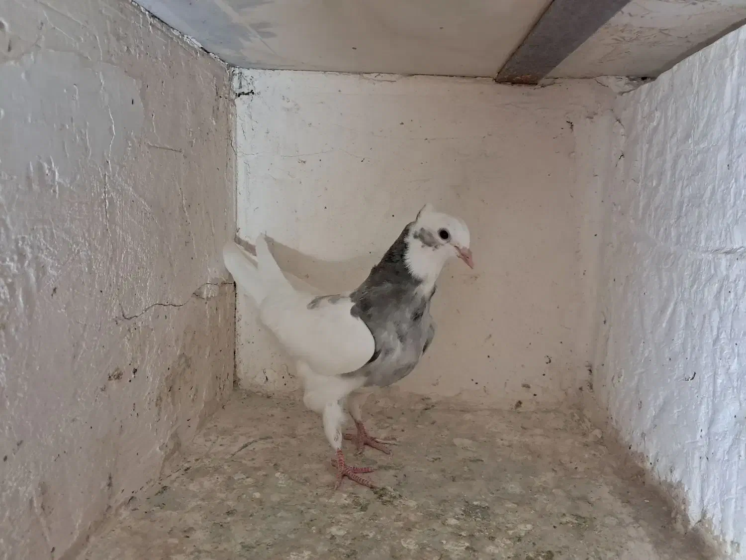 کبوتر|پرنده|بیجار, |دیوار