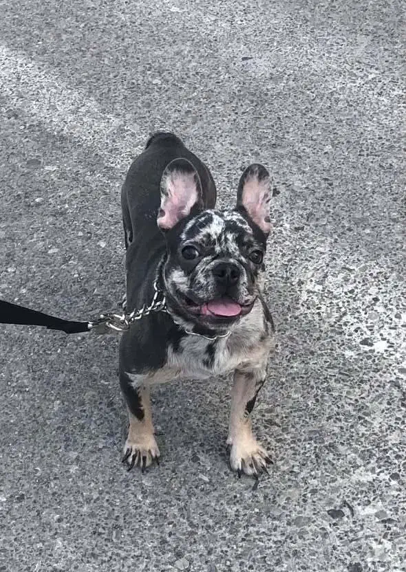 واگذاری سگ فرنچ پولداگ بازیگوش و باهوش|سگ|هچیرود, |دیوار