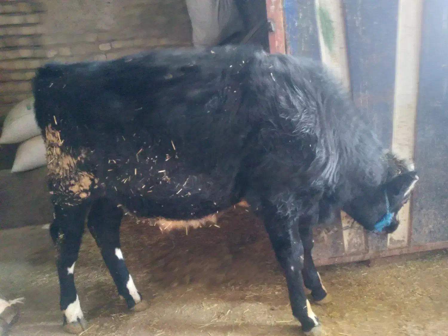 گوساله نر سیمینتال|حیوانات مزرعه|خاوه, |دیوار