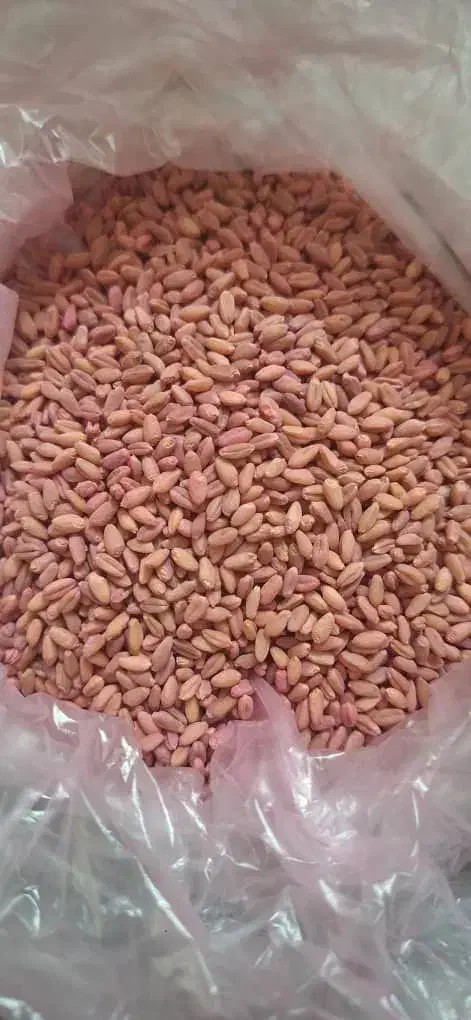 گندم کوه دشت عالی بوجاری شده|خدمات باغبانی و درختکاری|گنبد کاووس, |دیوار