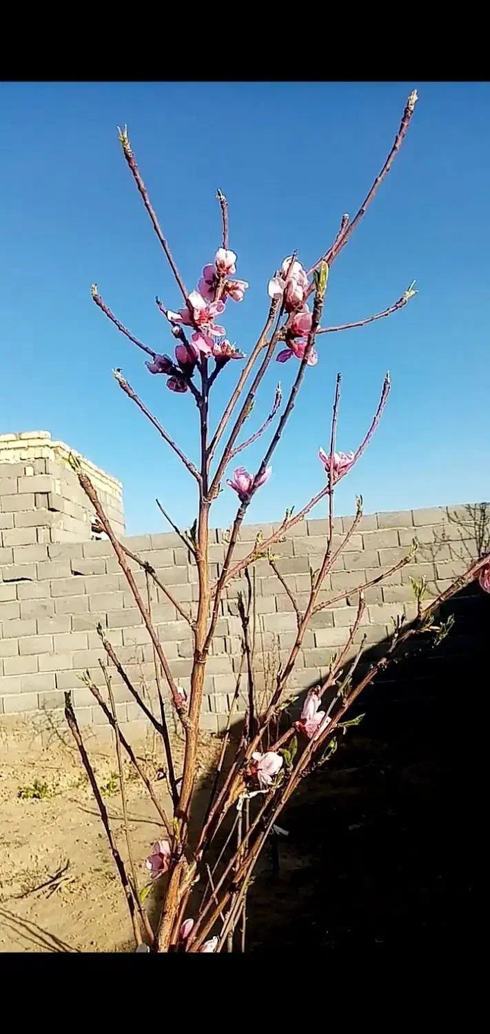 زمین دشت انقلاب 360متر|فروش زمین و ملک کلنگی|کویرات, |دیوار