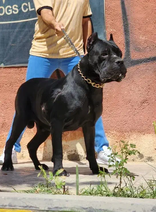 کن کورسو سگ گارد فرمان پذیر توله های گرید یک|سگ|تهران, سازمان برنامه جنوبی|دیوار