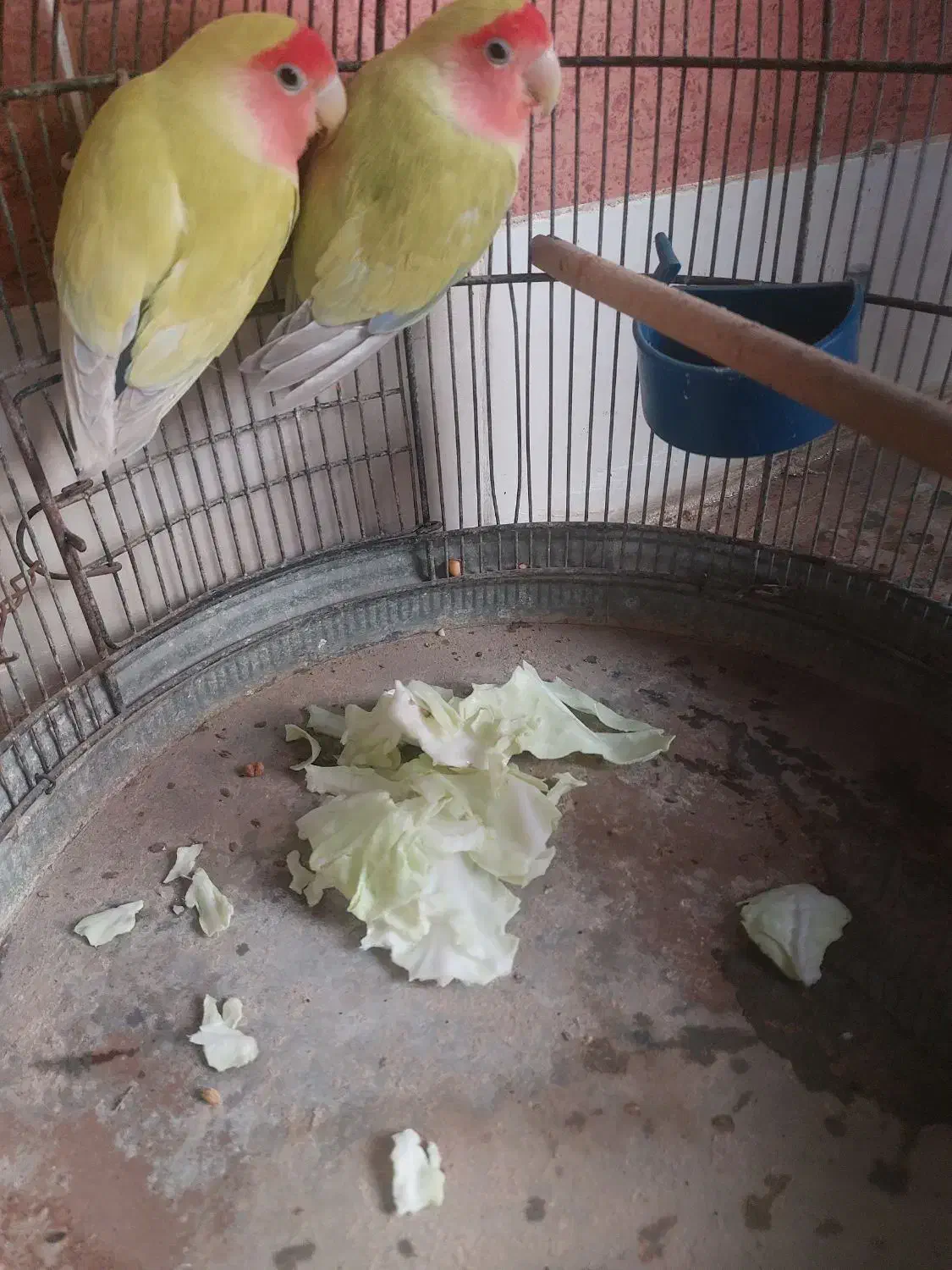 عروس هلندی|پرنده|آبادان, |دیوار