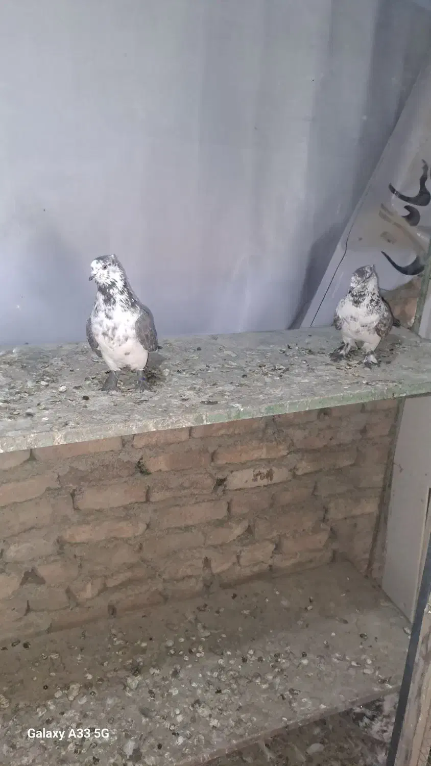 کفتر پرشی ۱۰ ساعتی|پرنده|فردوسیه, |دیوار