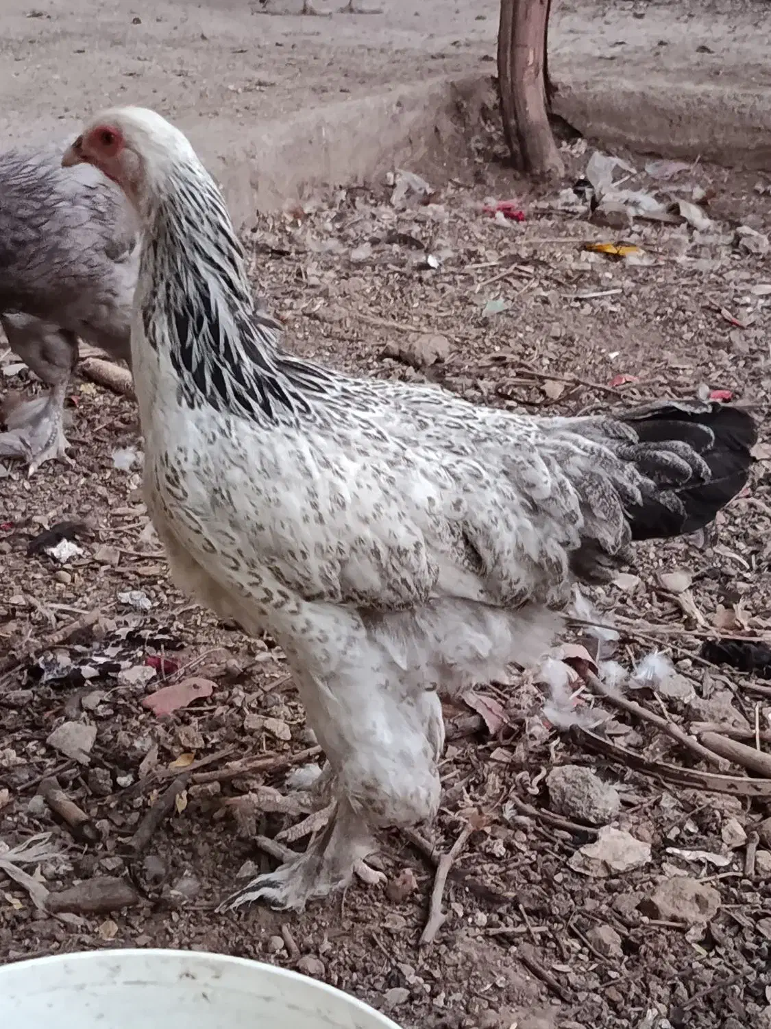 مرغ خروس برهما|حیوانات مزرعه|سبزوار, امیر کبیر|دیوار