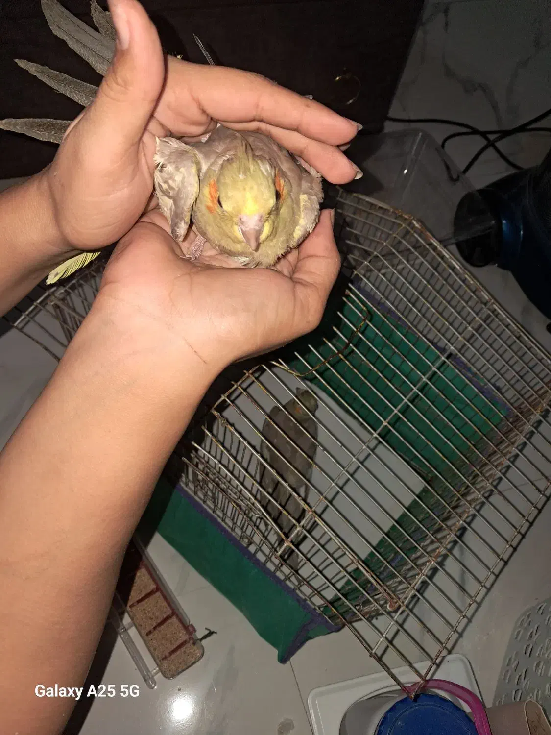 عروس هلندی|پرنده|کوچصفهان, |دیوار