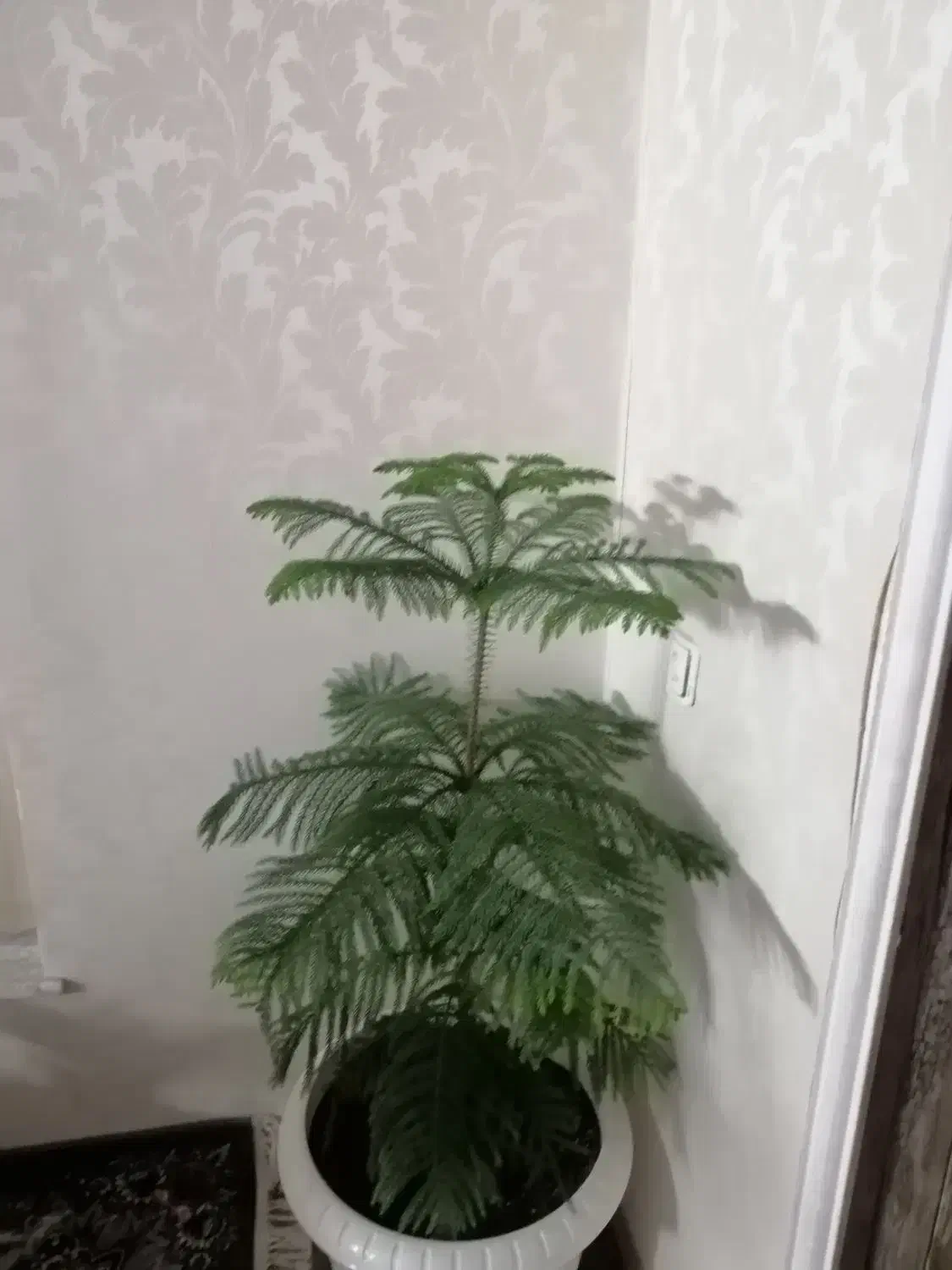 گل کاج مطبق|گل و گیاه طبیعی|شیراز, لاله|دیوار