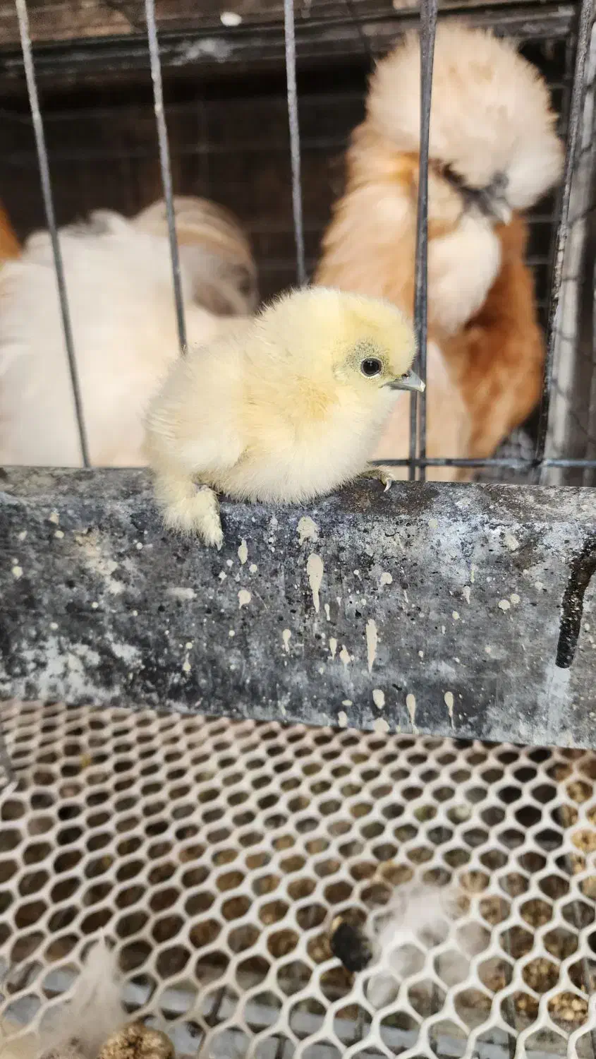 جوجه ابریشمی جوجه ورورک لاکنولدرفول کیفیت|حیوانات مزرعه|مشهد, شهرک شیرین|دیوار