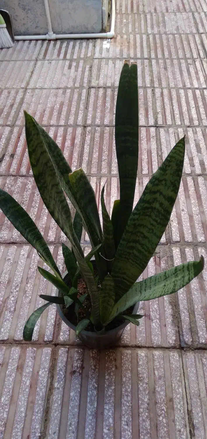 گل قاشقی|گل و گیاه طبیعی|قم, دروازه ری|دیوار